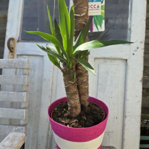 Yucca et son pot.