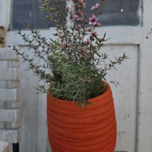 Leptospermum et son pot.