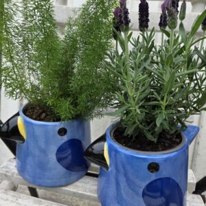 Lavande et son Perroquet