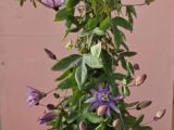 Passiflore