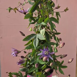 Passiflore