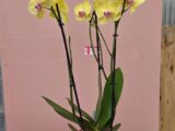 Orchidée Jaune