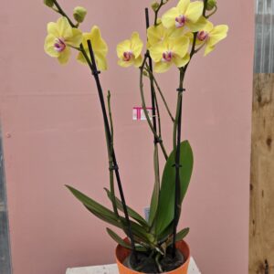 Orchidée Jaune