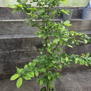 Carpinus betulus