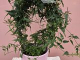 le jasmin