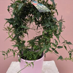 le jasmin