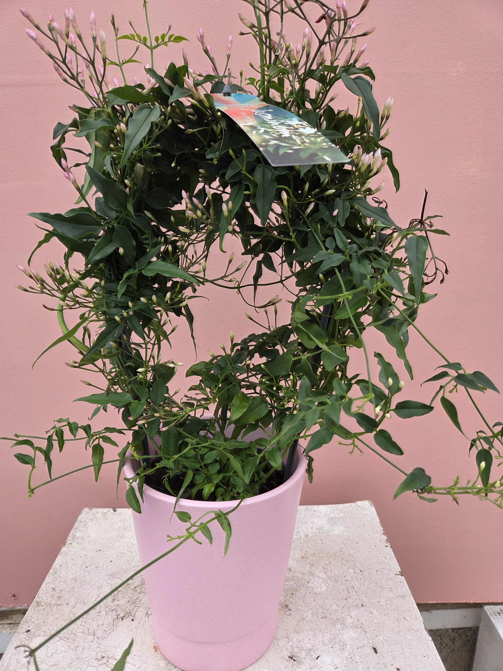 le jasmin