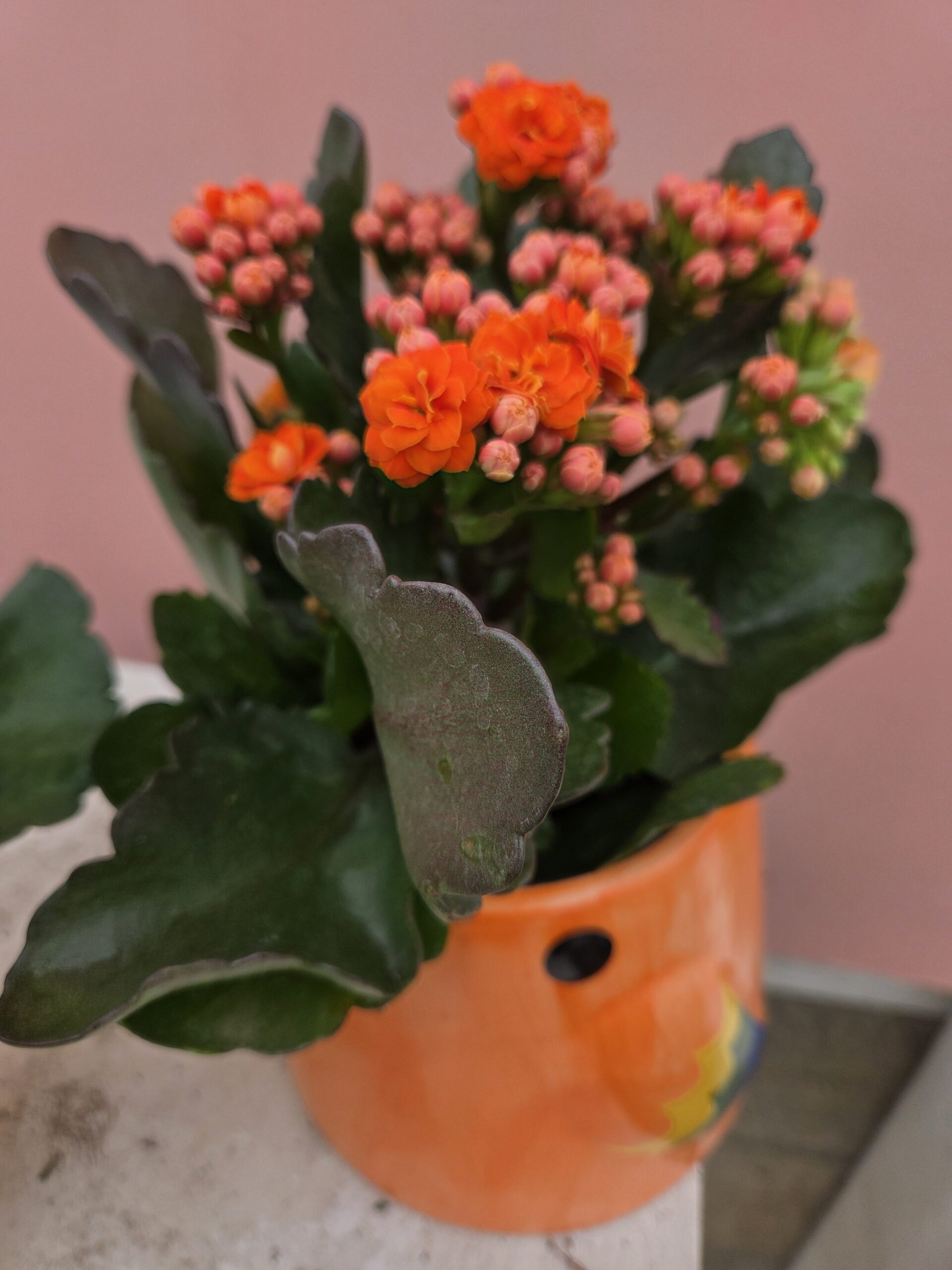 Kalanchoé et son Perroquet – Image 3