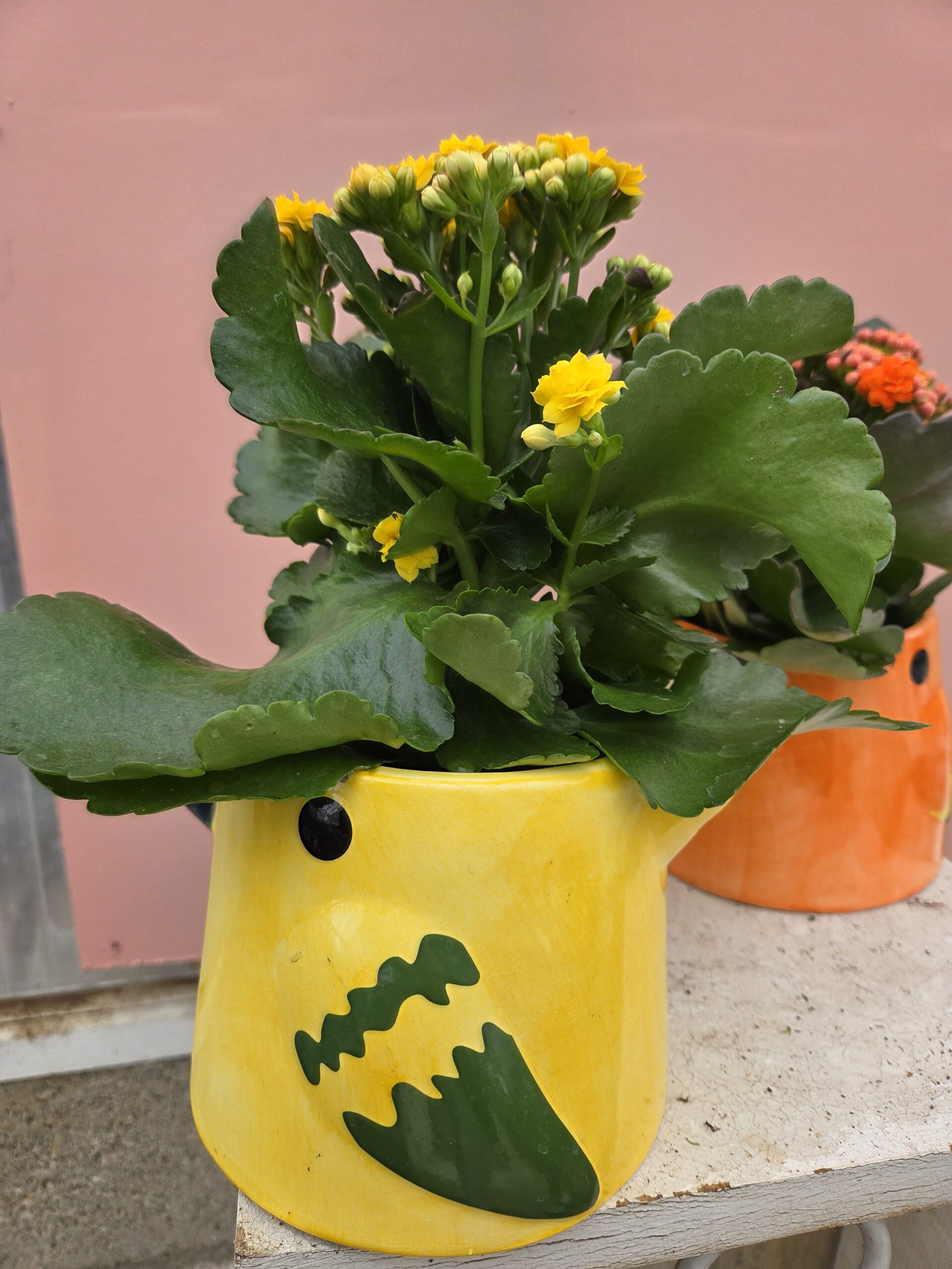 Kalanchoé et son Perroquet – Image 2