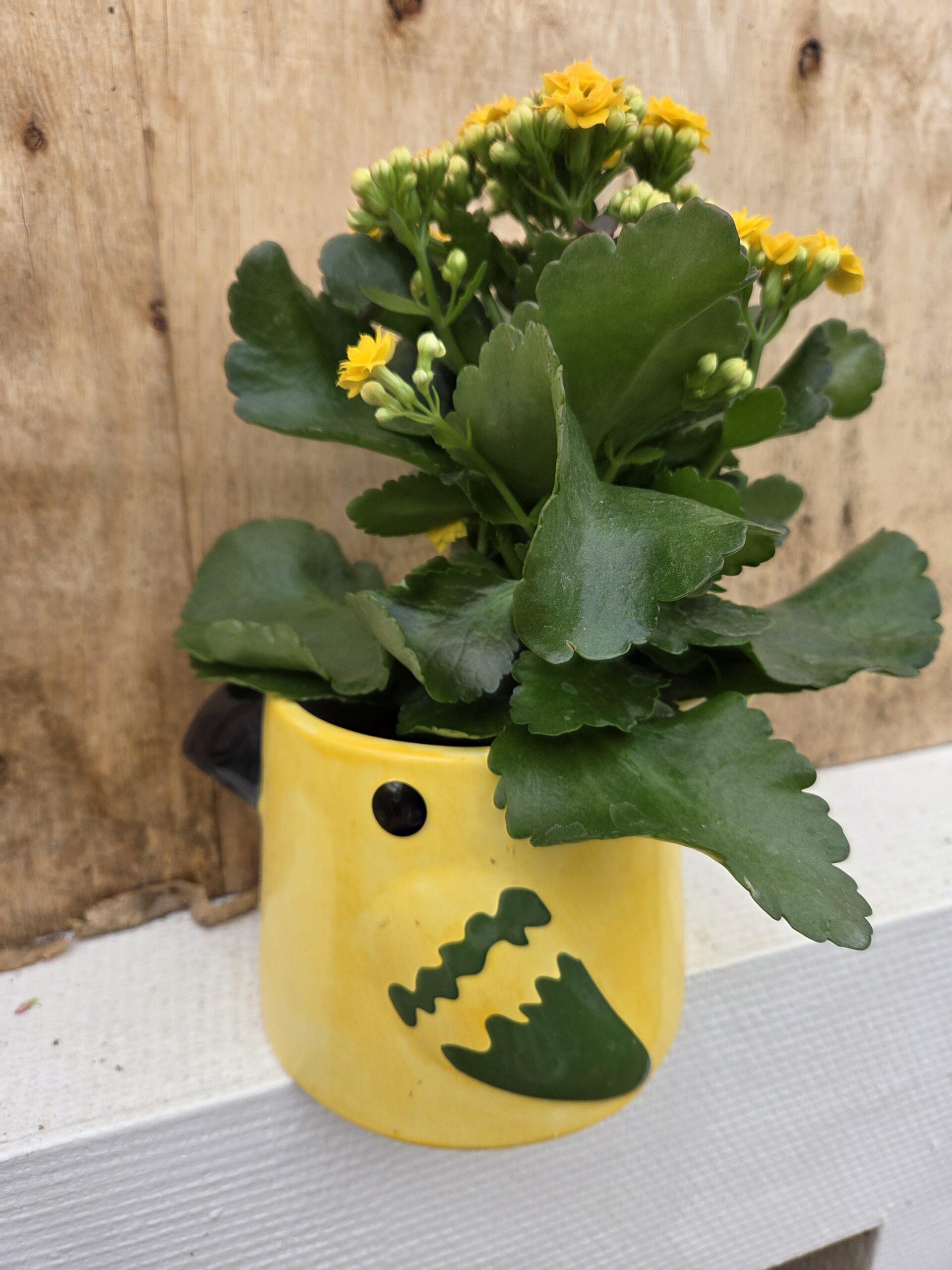Kalanchoé et son Perroquet – Image 4