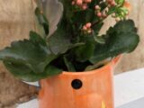 Kalanchoé et son Perroquet