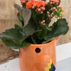 Kalanchoé et son Perroquet