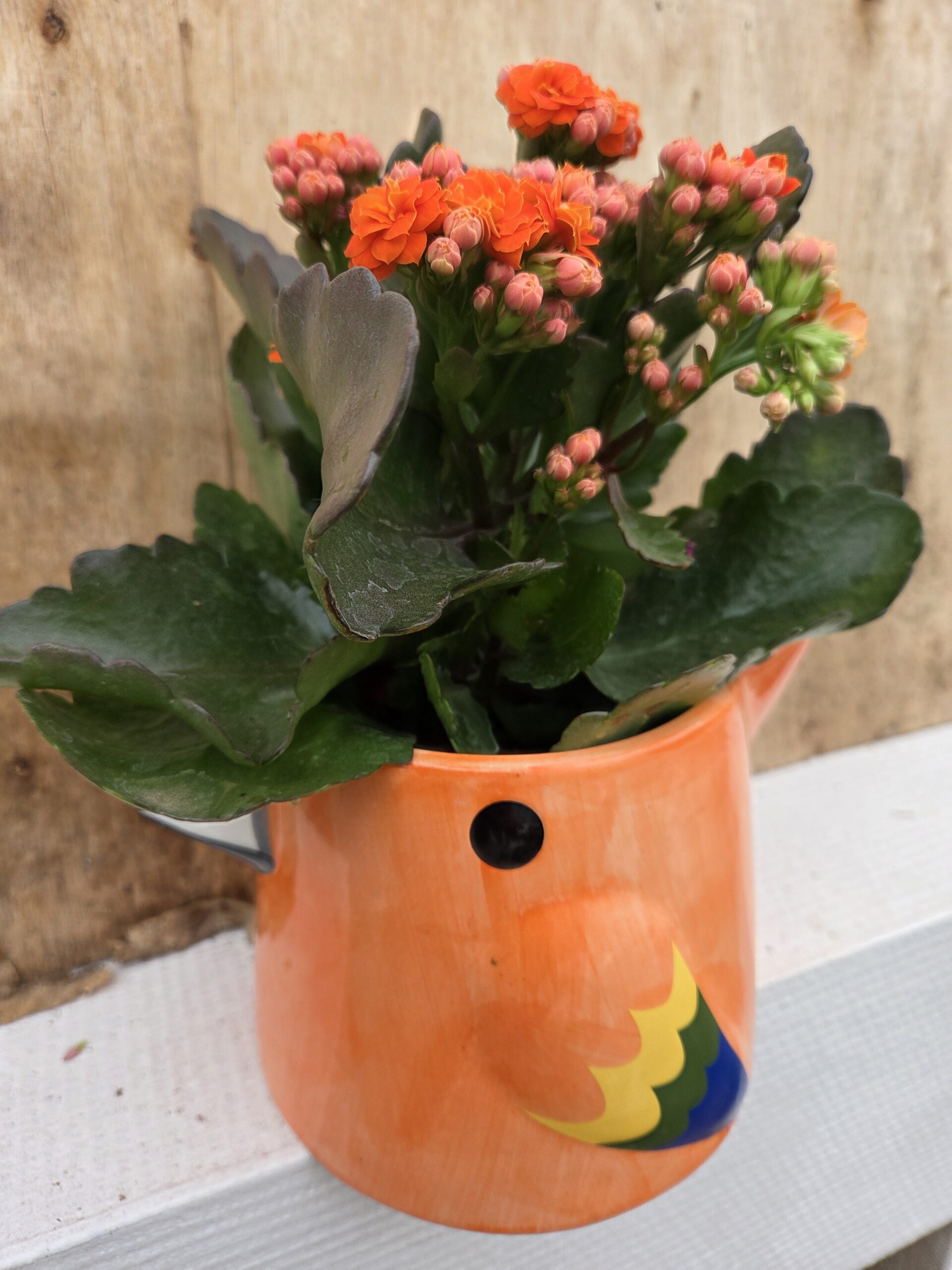 Kalanchoé et son Perroquet