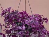 Tradescantia