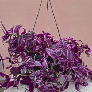 Tradescantia