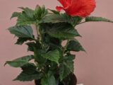 L&rsquo;hibiscus