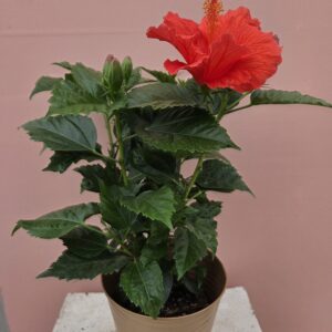 L'hibiscus