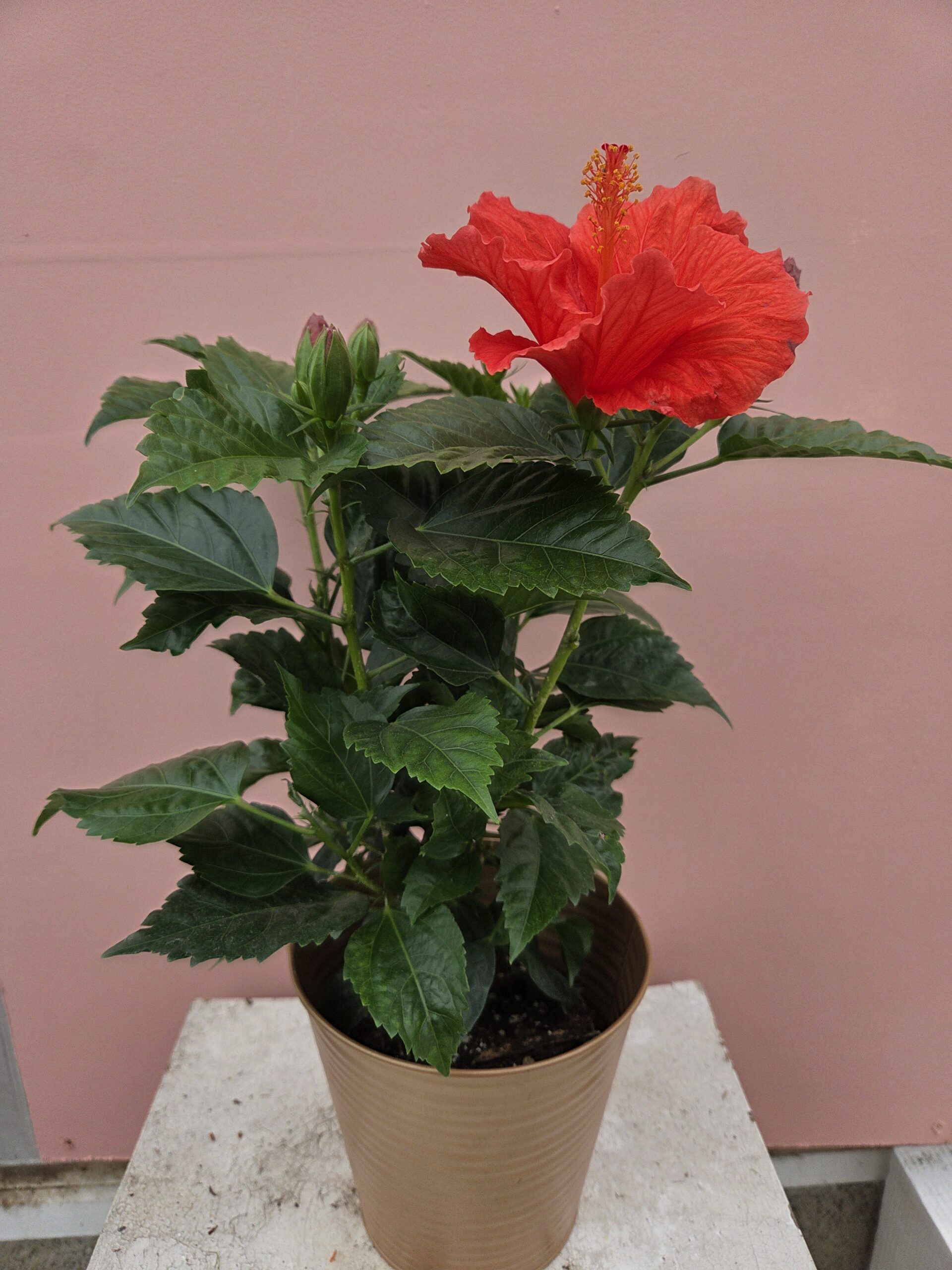 L'hibiscus