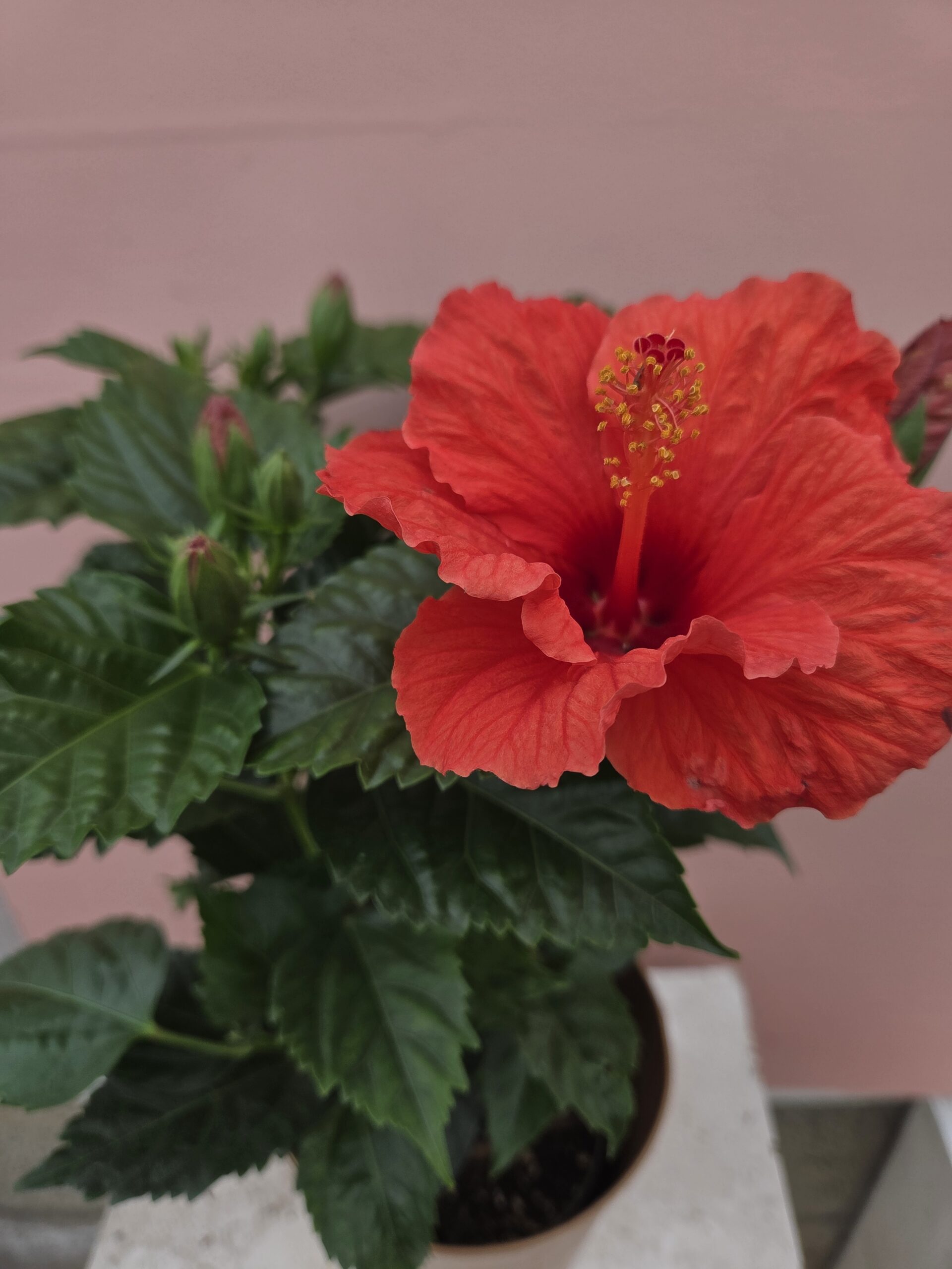L'hibiscus – Image 2