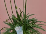 Agapanthe blanche