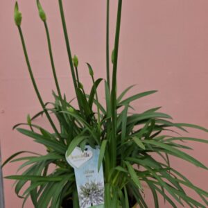 Agapanthe blanche