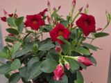 Dipladenia