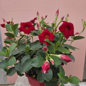 Dipladenia