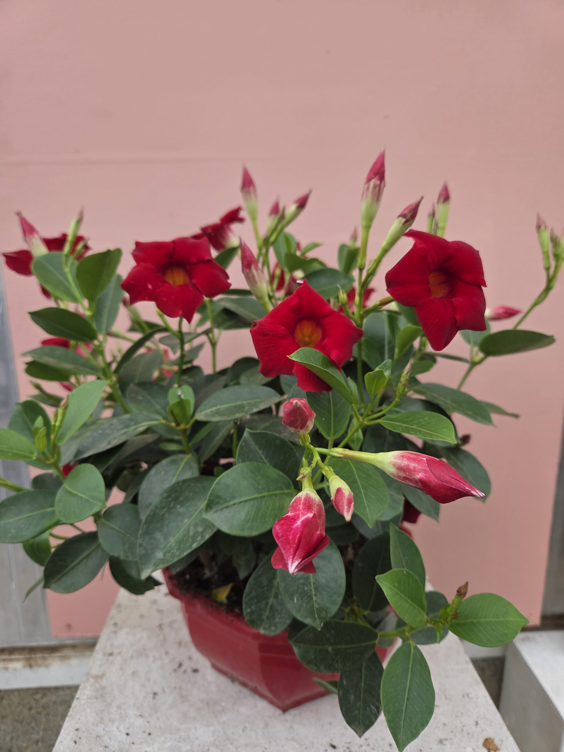 Dipladenia