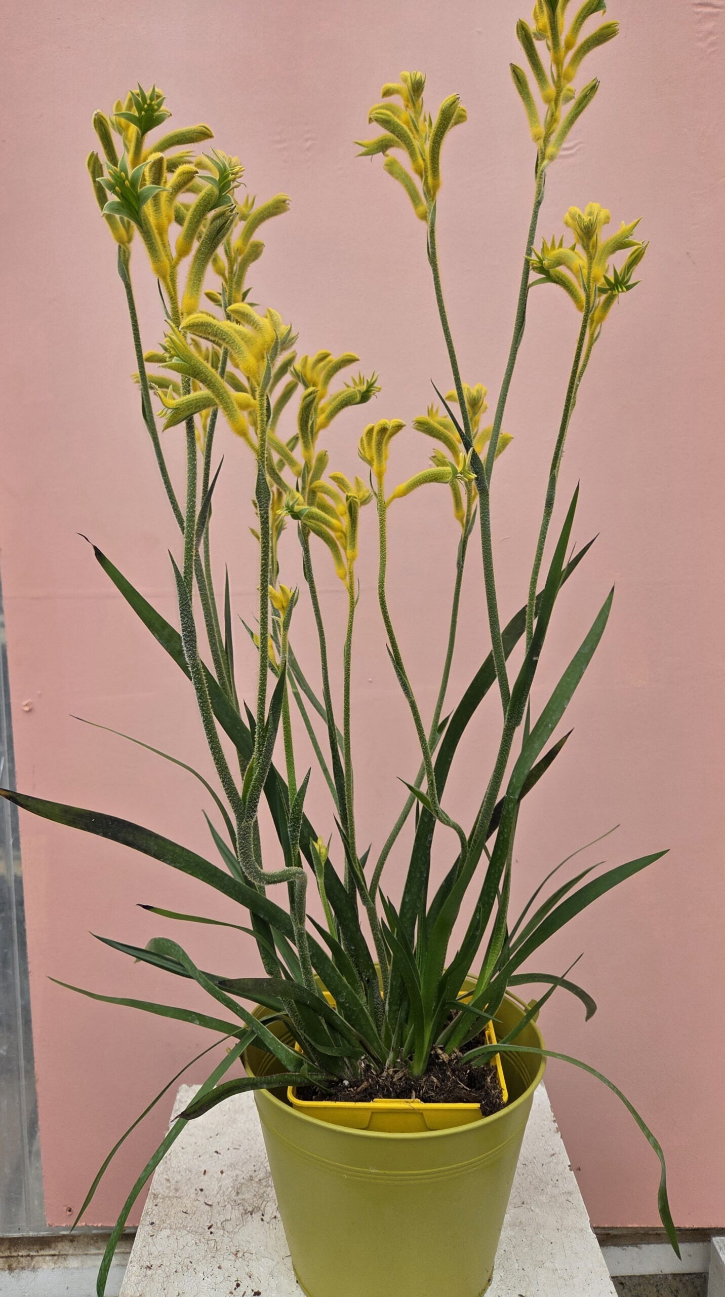 Anigozanthus – Image 2