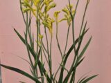 Anigozanthus