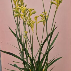 Anigozanthus