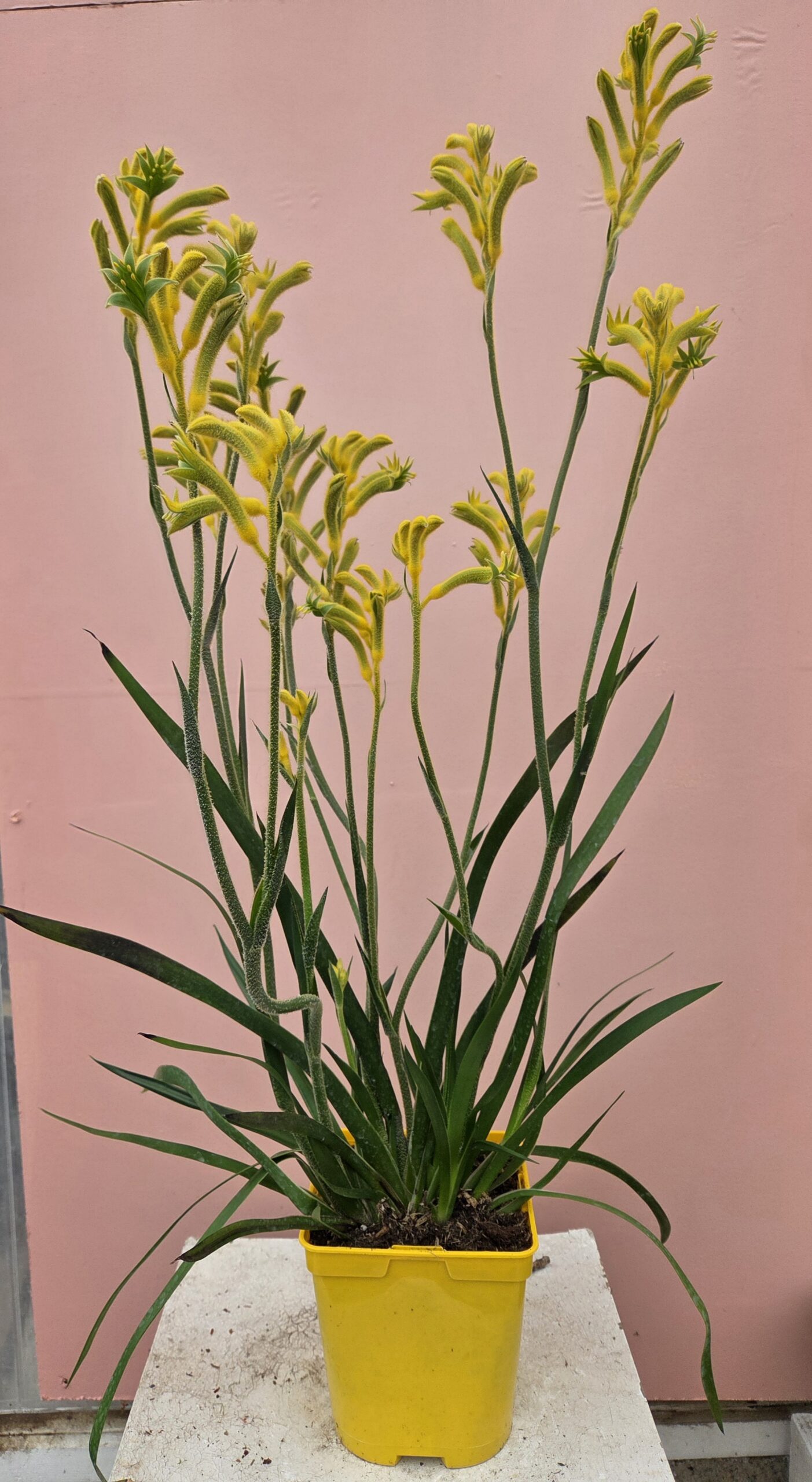 Anigozanthus