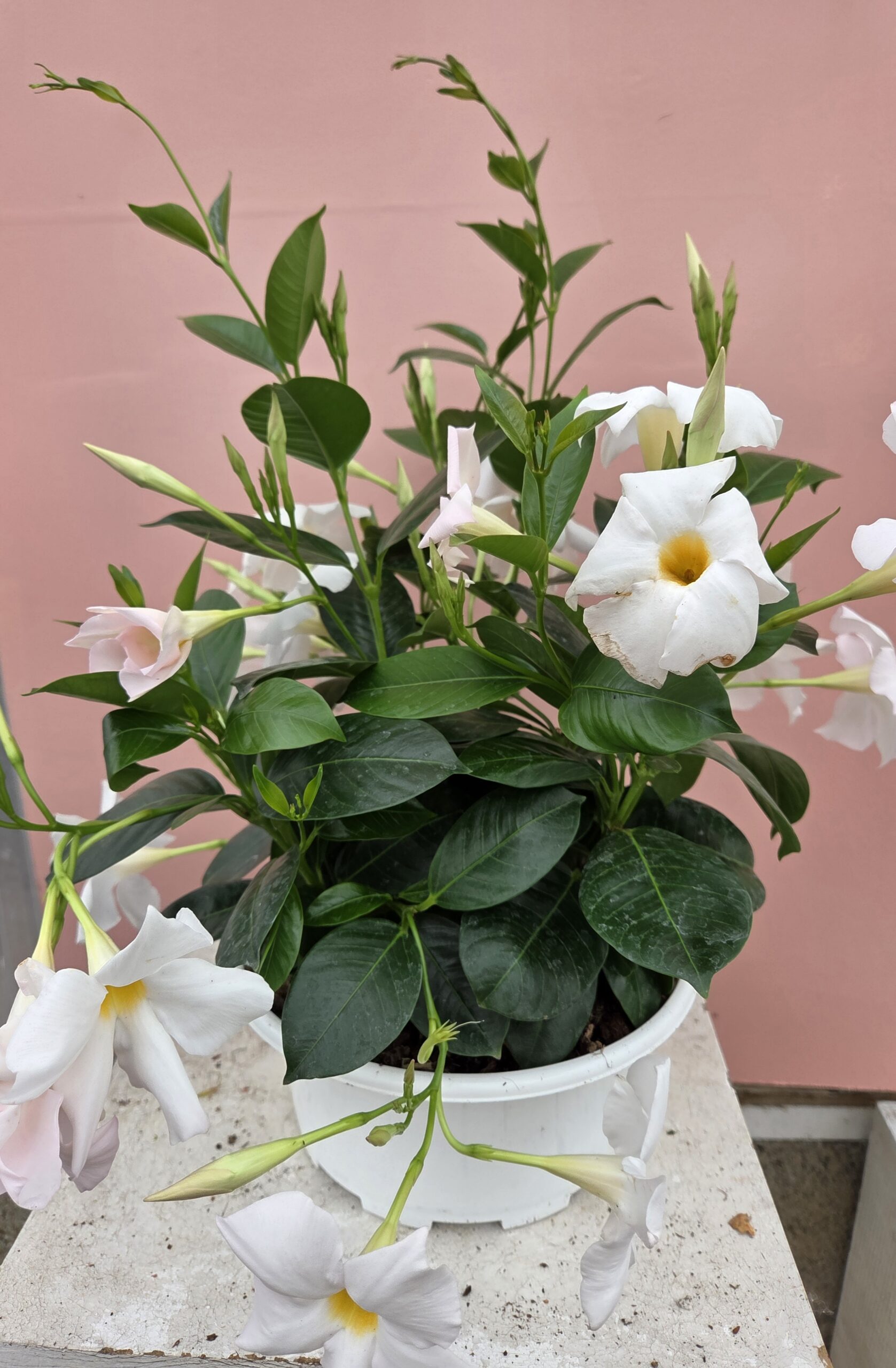 Dipladenia – Image 2
