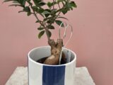 Ficus Ging seng