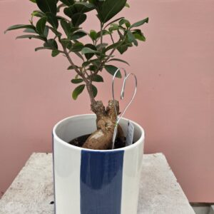 Ficus Ging seng
