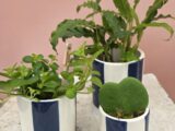Trio de plantes