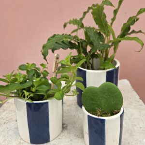 Trio de plantes