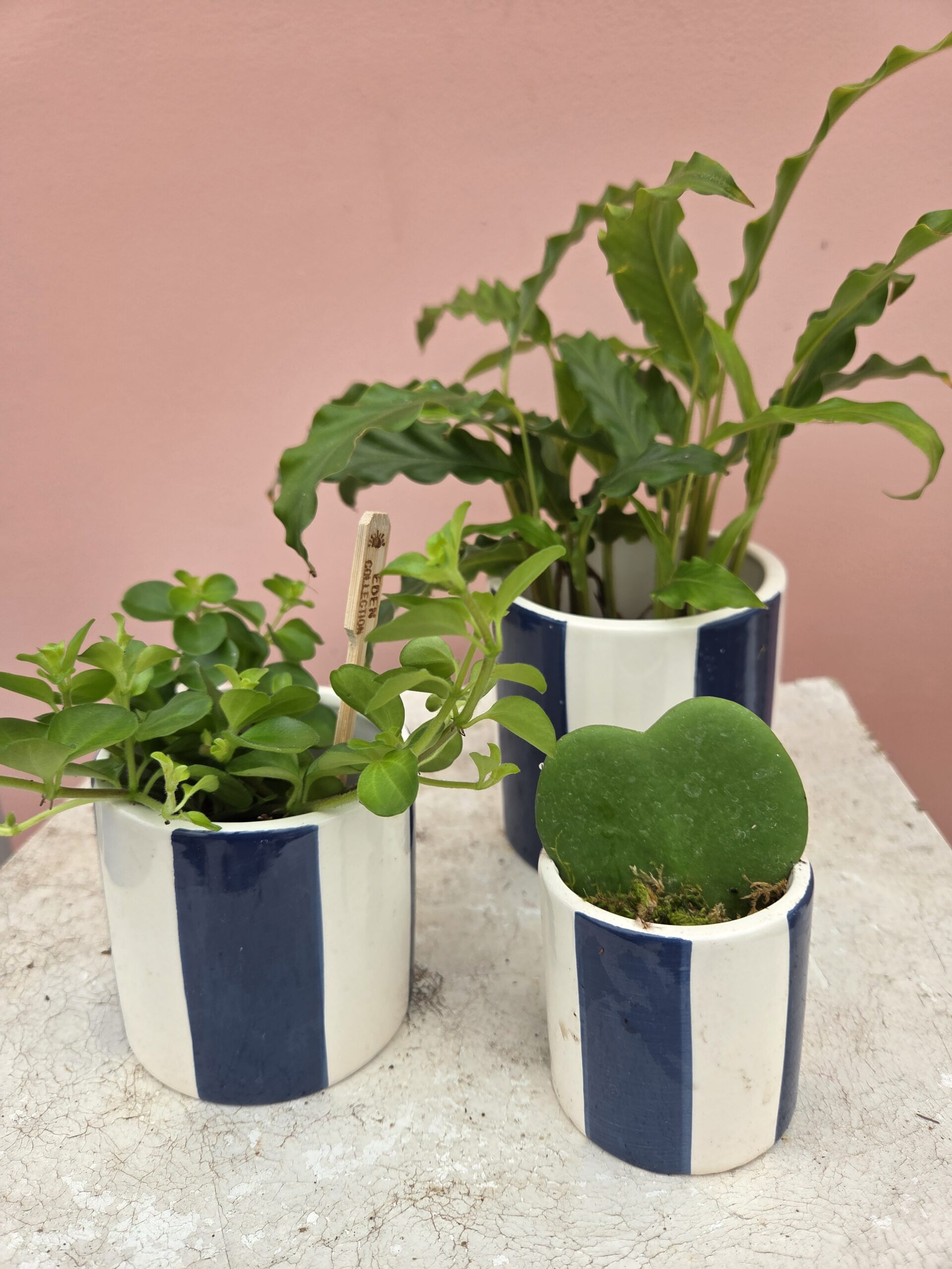Trio de plantes