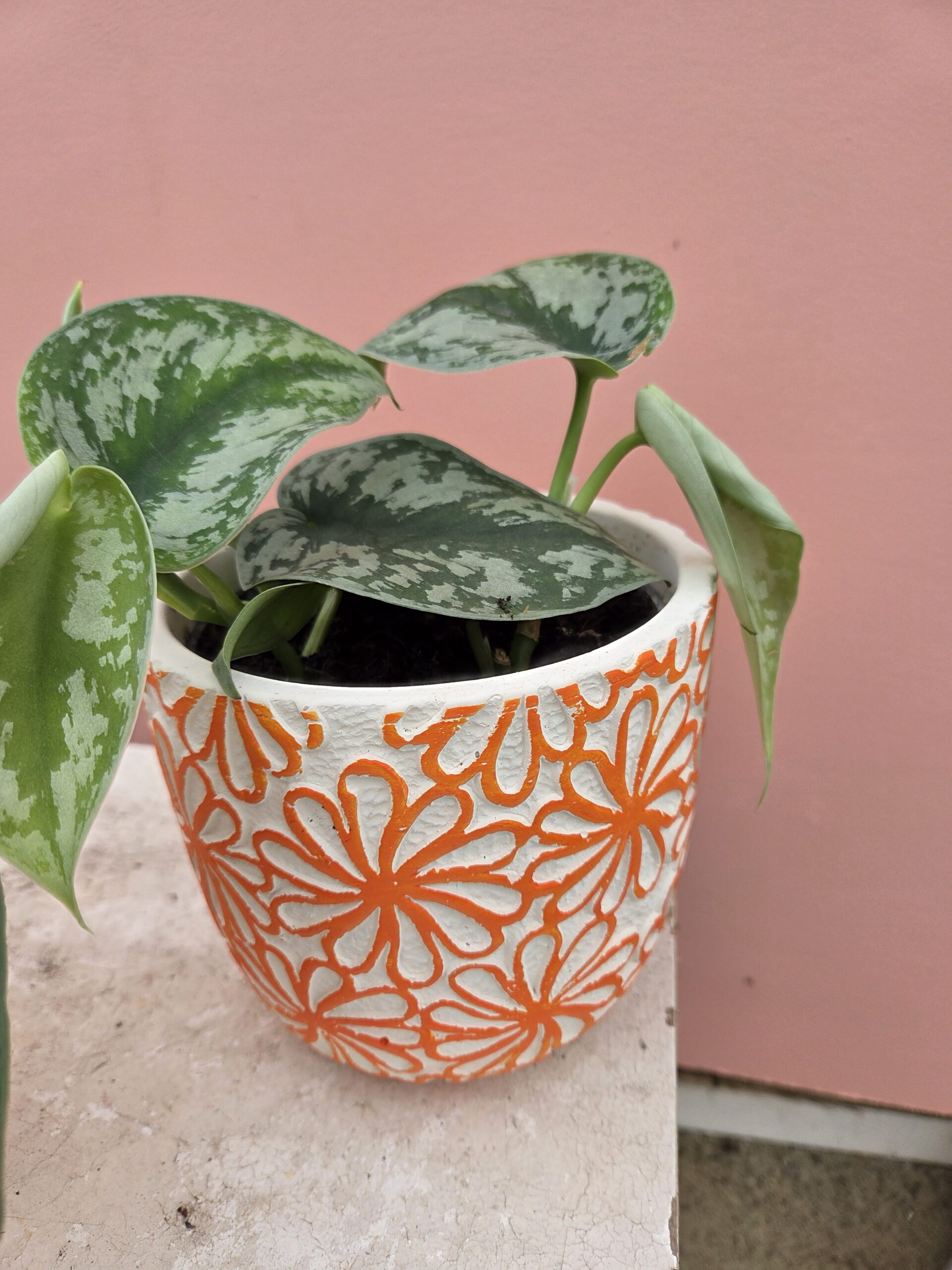 Scindapsus et son pot coloré – Image 2