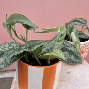 Scindapsus et son pot coloré