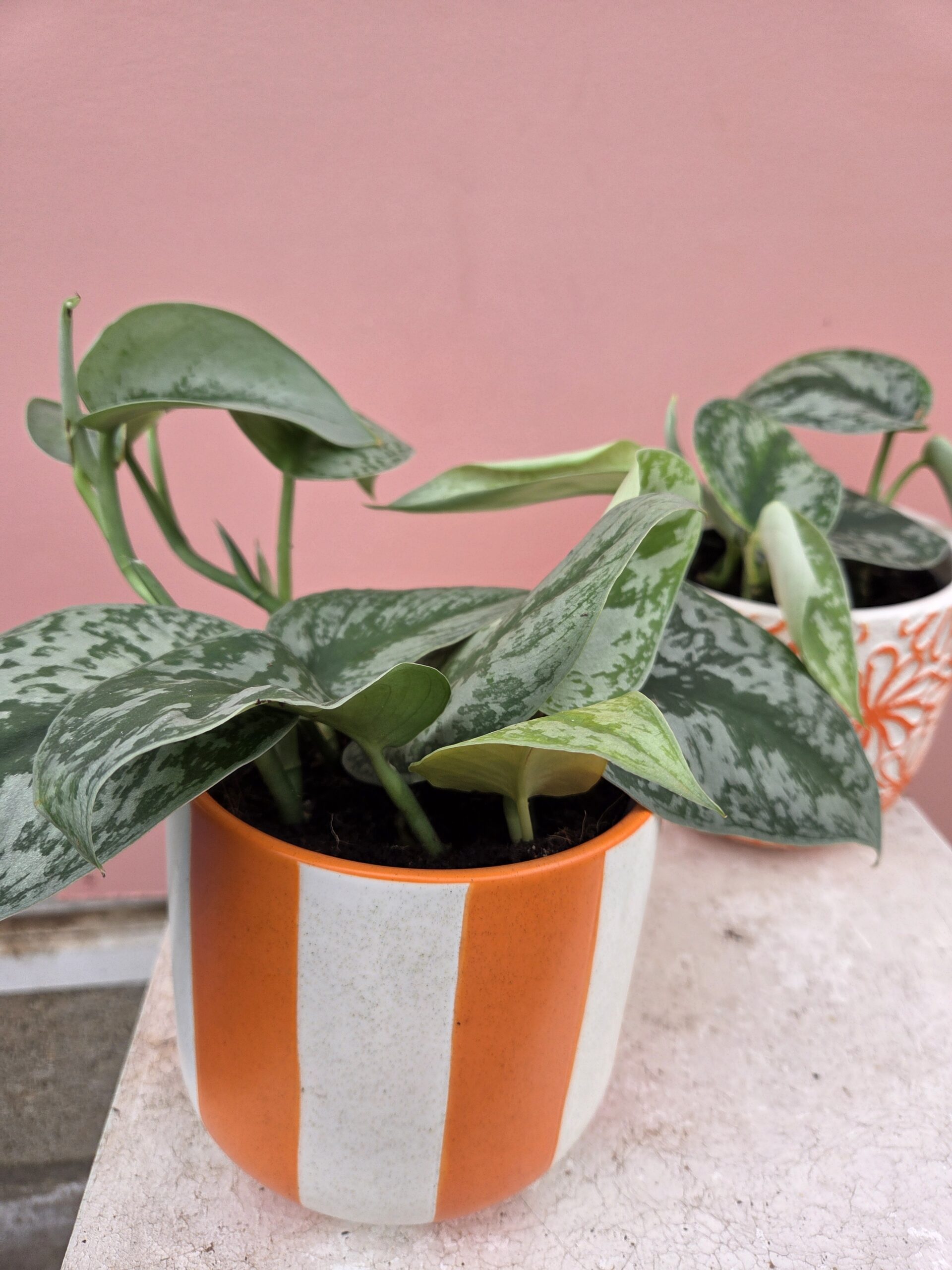 Scindapsus et son pot coloré