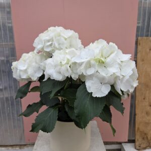 Hortensia
