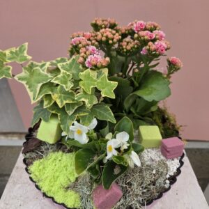 Plantes