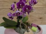Orchidée « Rosace »