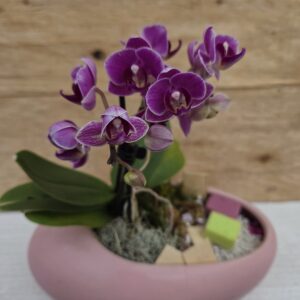 Orchidée "Rosace"