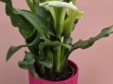 Calla blanc