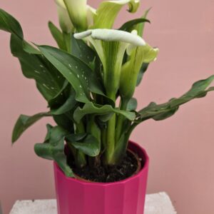Calla blanc