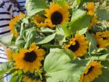 Brassée de tournesols