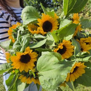 Brassée de tournesols