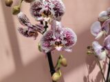 Orchidée Irisé blanc et bordeaux.